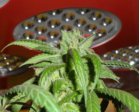 Love Growing Marijuana